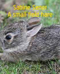A small field hare - About foxes and other wild animals