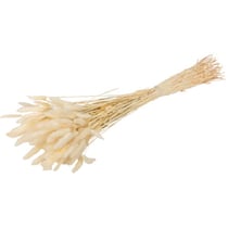 Bouquet de plumeaux Lagurus 75 cm - Blanc