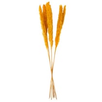 6 Epis de plumeaux 75 cm - Moutarde
