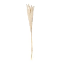 6 Epis de plumeaux 75 cm - Crème