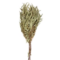 Bouquet de saule pleureur séché 70 cm - Vert