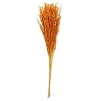 BOUQUET BROOM SECHE TERRACOTTA
