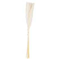 Epis de plumeaux x 15 70 cm - Blanc