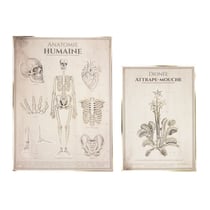 Set de 2 affiches anatomie humaine et botanique Tim&Puce Factory® - Cabinet de curiosités