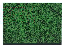 Carton à dessin à élastiques - 28 x 38 cm - Monali