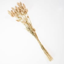 Bouquet de fleurs séchées Créalia - Largus Ovatus