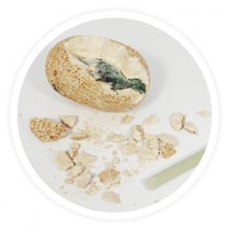 Œuf Dino à déterrer