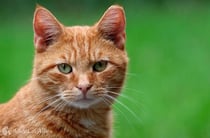 Is that my cat? season two episode seven