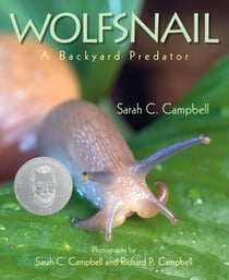 Wolfsnail - A Backyard Predator