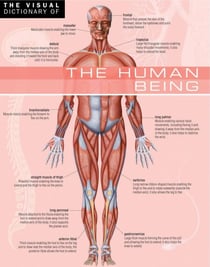 The Visual Dictionary of The Human Being - The Human Being