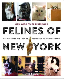 Felines of New York - A Glimpse Into the Lives of New York's Feline Inhabitants