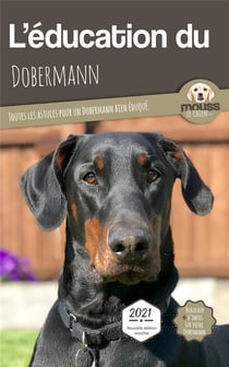 L'éducation du Dobermann : toutes les astuces pour un Dobermann bien éduqué