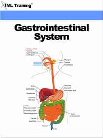 Gastrointestinal System (Human Body) - Human Body
