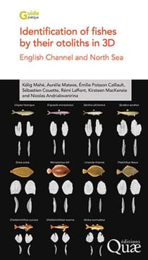 Identification of fishes by their otoliths in 3D - English Channel and North Sea