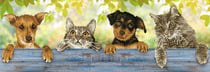 Kit Diamond painting - Diamond Dotz - Accrochez-vous !