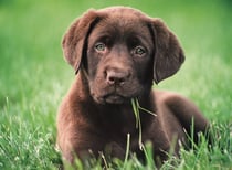 Clementoni 500 pièces - Puppy dog