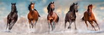 Clementoni Panorama 1000 pièces - Horses
