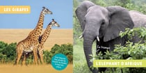 Mon premier doc photo : les animaux de la savane