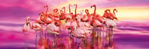 Clementoni Panorama 1000 pièces - Flamingo Dance