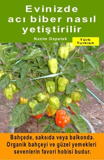 Evinizde acı biber nasıl yetiştirilir. Bahçede, saksıda veya balkonda