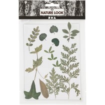 Lot de 19 fleurs pressées Créativ Company - Vert