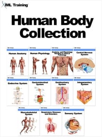Human Body Collection - Human Body