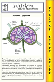 Lymphatic System ( Blokehead Easy Study Guide) - The Blokehead Success Series
