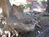 The Ayatollah's of Anglicanism - The Roots of Christian Violence 1