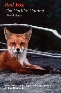 Red Fox - The Catlike Canine