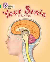 Your Brain - Band 15/Emerald