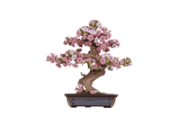 Puzzle 3D 263 pièces - Sakura bonsaï - Rolife