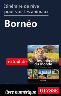Itinéraire de rêre pour voir les animaux - Bornéo