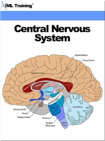 Central Nervous System (Human Body) - Human Body