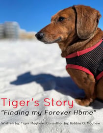 Tiger's Story "Finding my Forever Home" - 1, #1