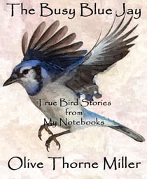 The Busy Blue Jay - True Bird Stories from My Notebooks