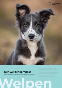 Der Welpenkompass - Wie navigiere ich sicher durch die ersten Monate