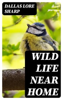 Wild Life Near Home