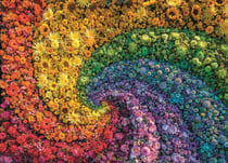 Puzzle 1000 pièces - Colorboom collection - Whirl