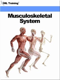 Musculoskeletal System (Human Body) - Human Body