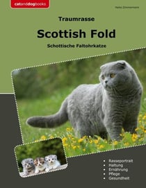 Traumrasse Scottish Fold - Schottische Faltohrkatze
