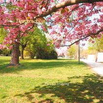 Dankeschön - Park im Frühling