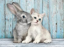Puzzle Compact 500 pièces - Cat and Bunny - Clementoni