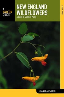New England Wildflowers - A Guide To Common Plants
