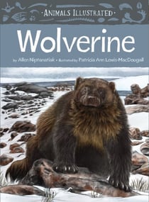 Animals Illustrated: Wolverine