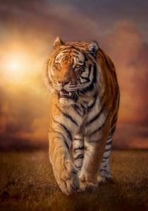 Puzzle 1500 pièces - High Quality Collection - Tiger