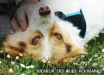 Lord, seigneur des rues roumaines