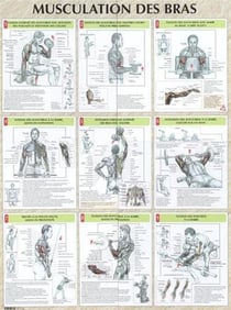 Musculation des bras - Planche plastifiée