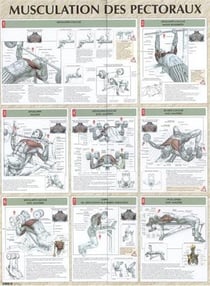 Musculation des pectoraux - Planche plastifiée