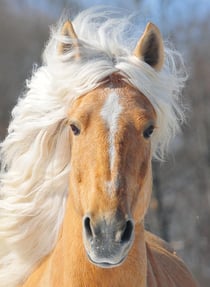 Carnet - 13 x 18 cm - Cheval - 96 pages lignées et unies