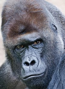 Carnet - 13 x 18 cm - Gorille - 96 pages lignées et unies